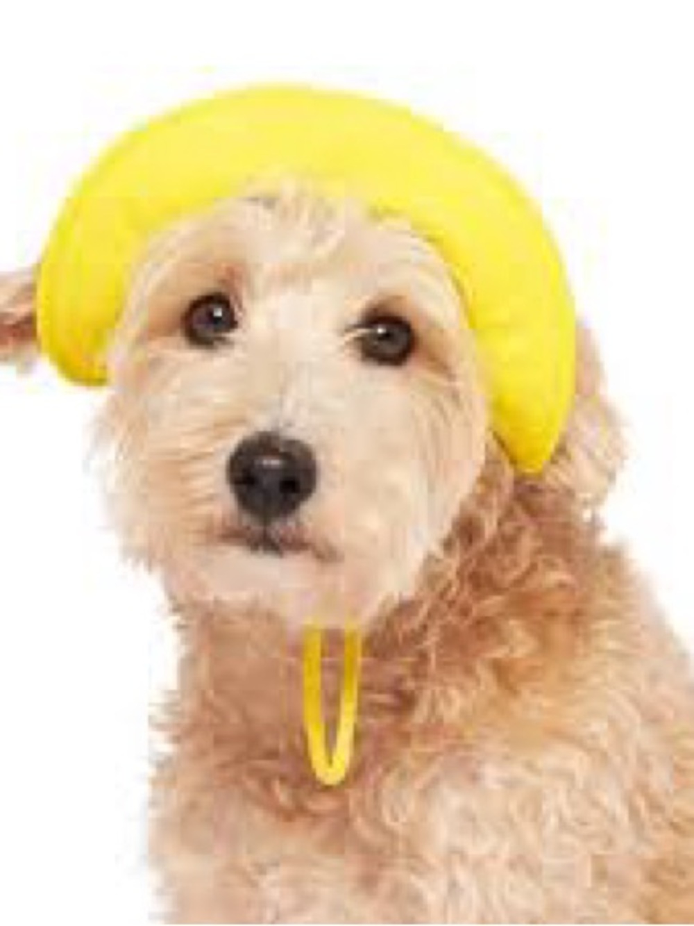 ☔️Canada pooch DOG Rain Hat